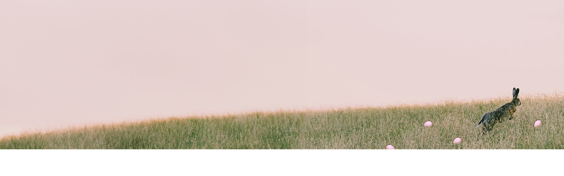 Kuschelbär 🧸 Moritz als superweicher Werbartikel - Banner 